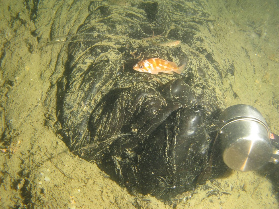 Asphaltic seep thumbnail